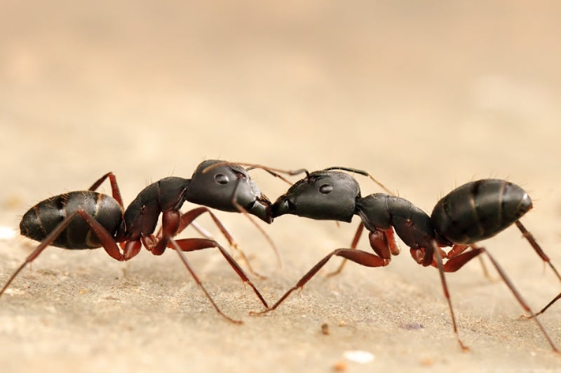 Camponotus compressus colony-mates can communicate through antenna sensing and trophallaxis (vomit-exchange)