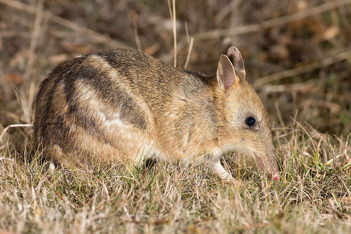 A bandicoot