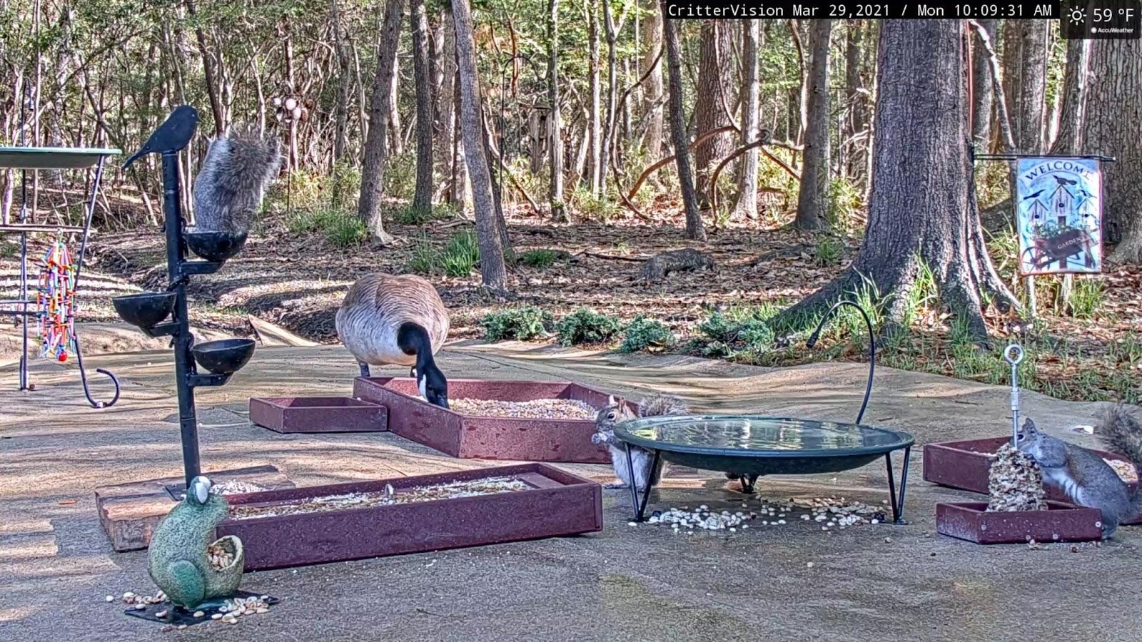 Iāve always been a big fan of squirrels.