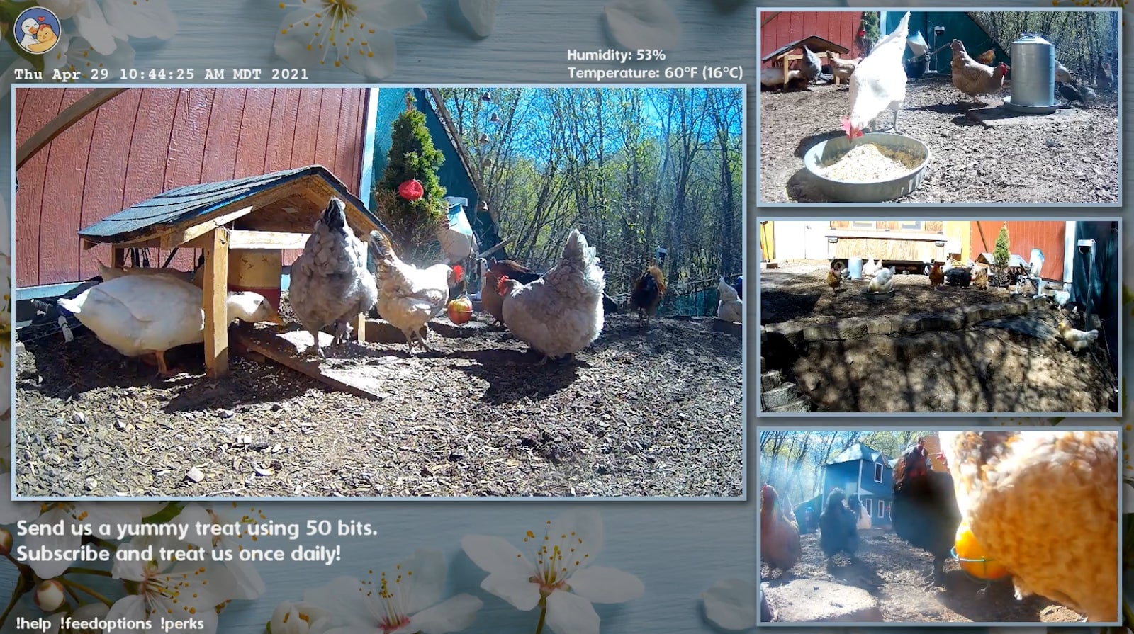 Sometimes I turn this one on in the morning so my spouse can be woken up by a real rooster.