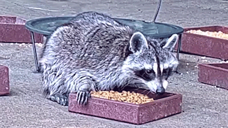 Screenshot: CritterVision / Kotaku