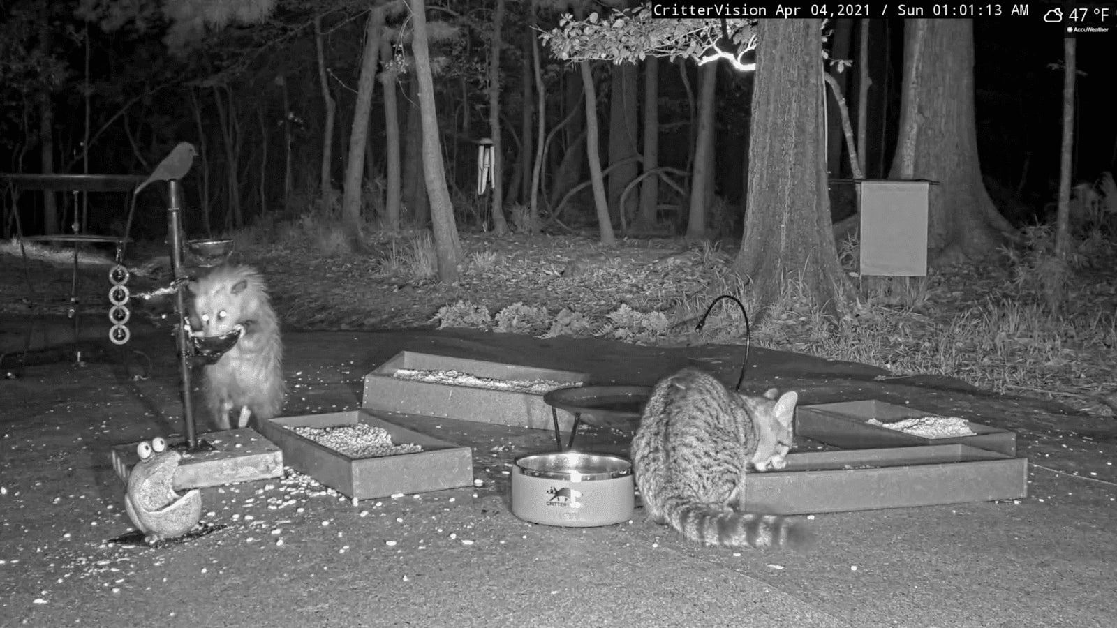 Possums are straight-up dapper.