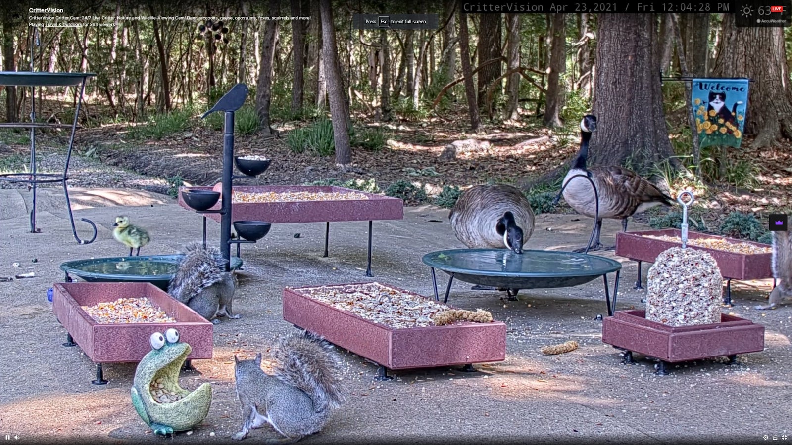 Screenshot: CritterVision / Kotaku