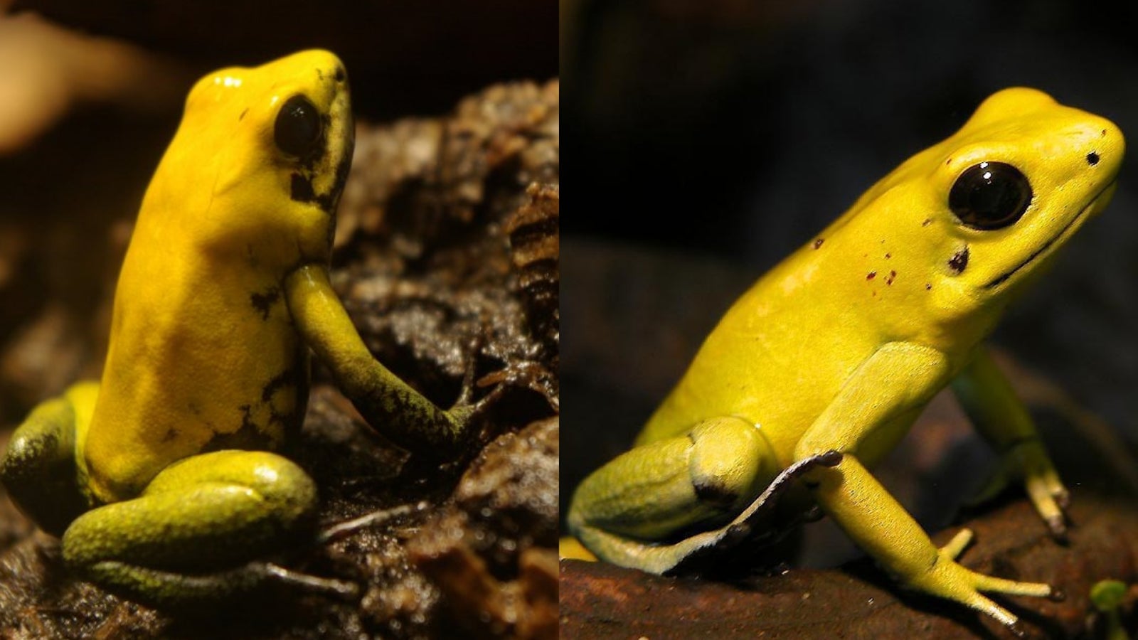 Why do real frogs never wear top hats?