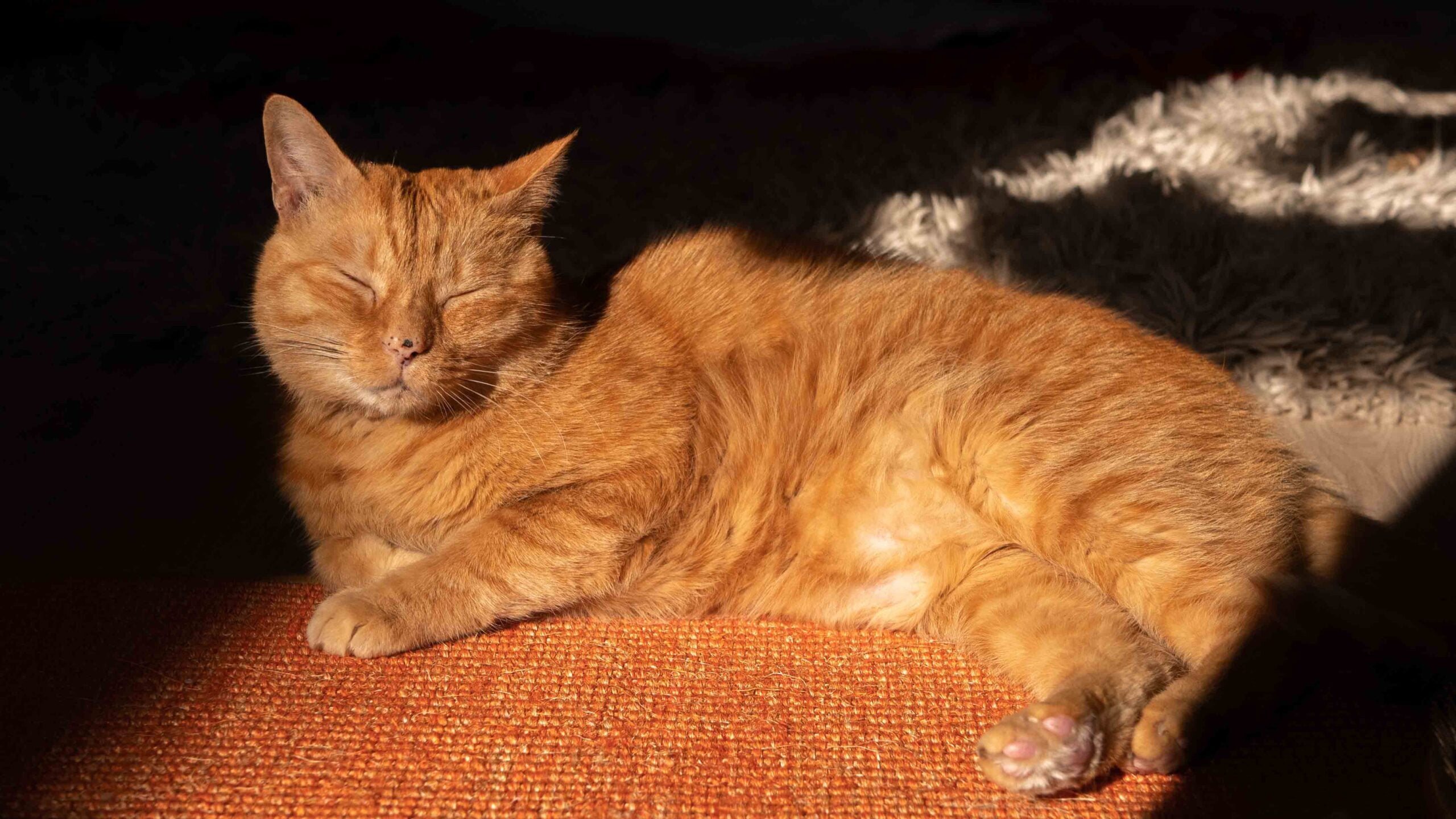 Meet Murtaugh, the inspurration for Stray’s main character.