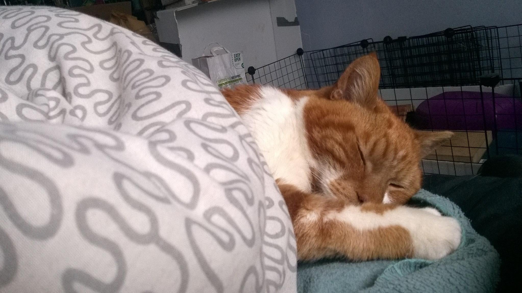 Marmite would often lay around while his owner played video games.