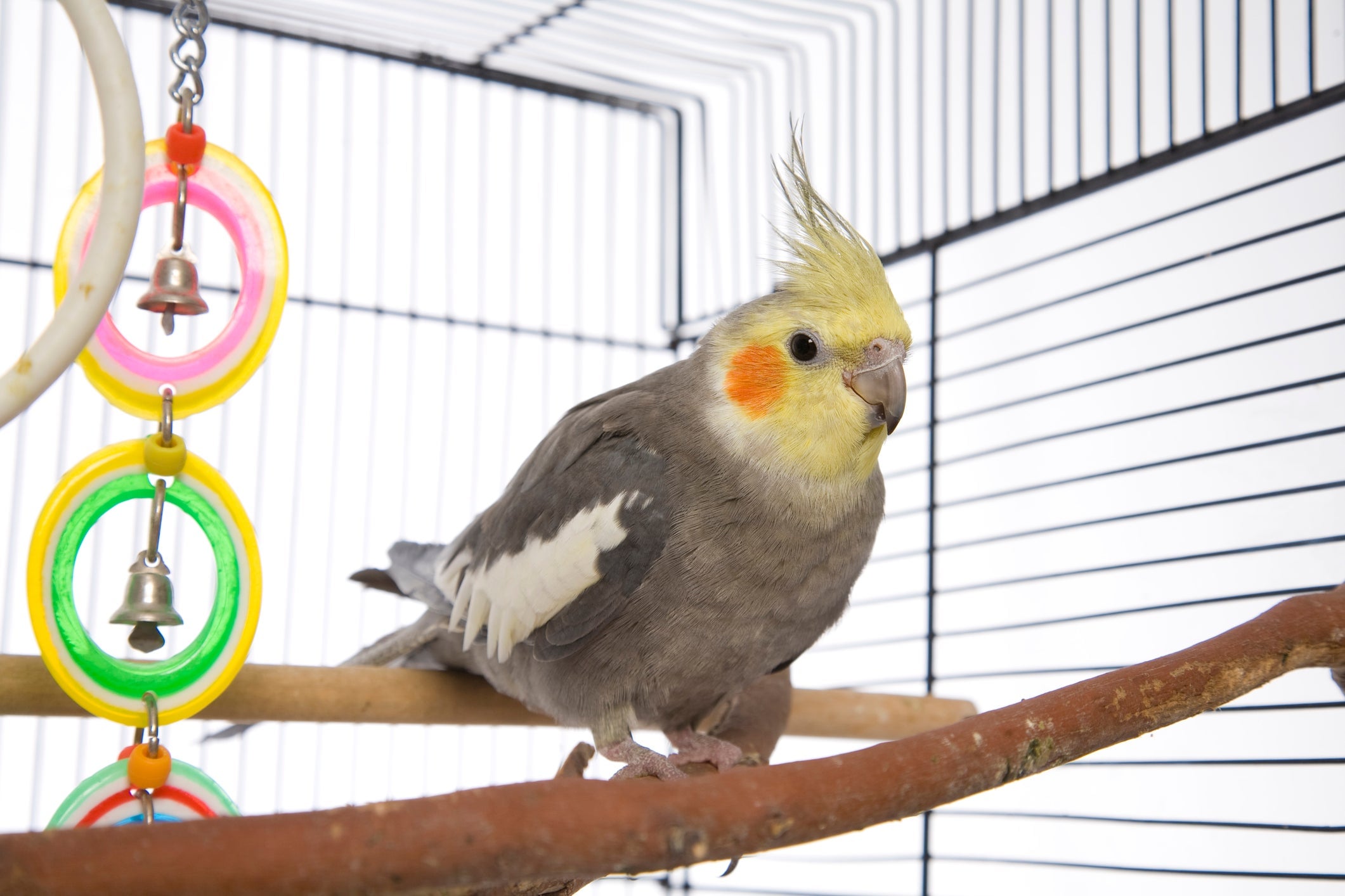 Leslie Ann Mandel left $100,000 to her cockatiels (not pictured)