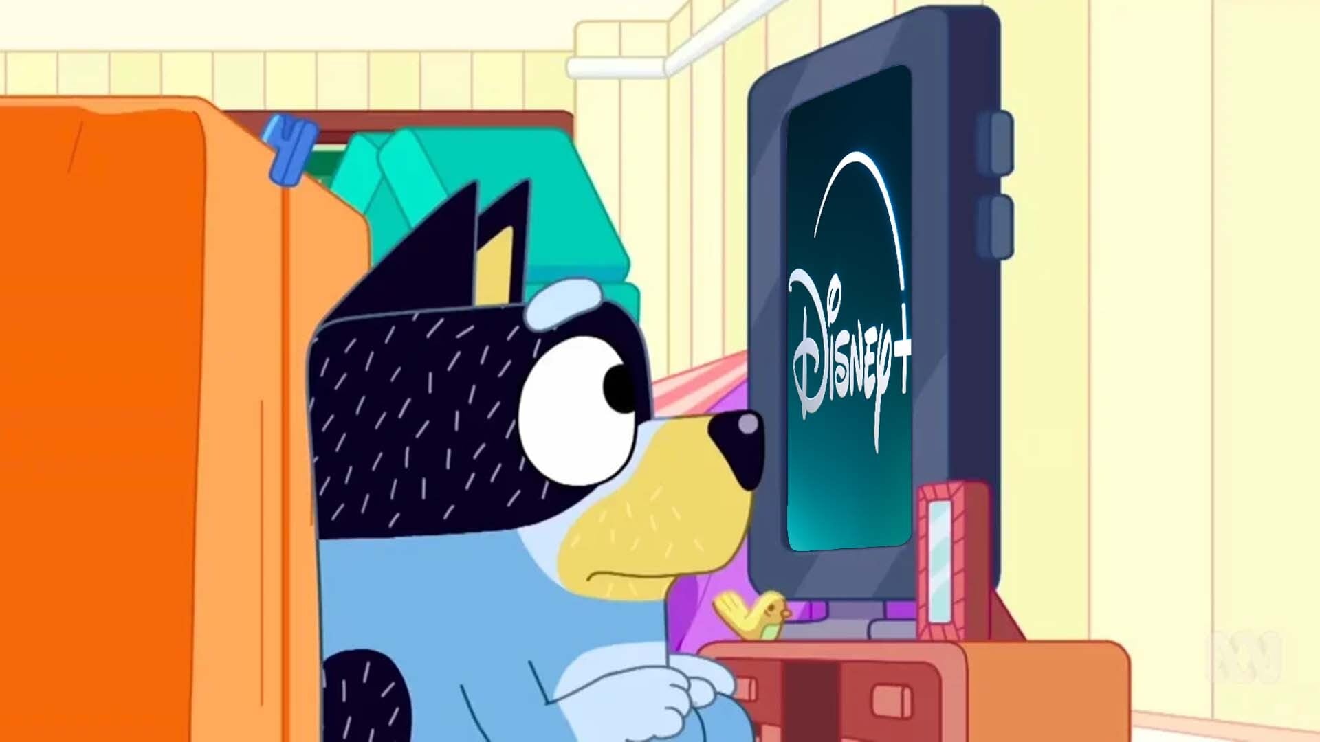 Bandit looks at his TV.