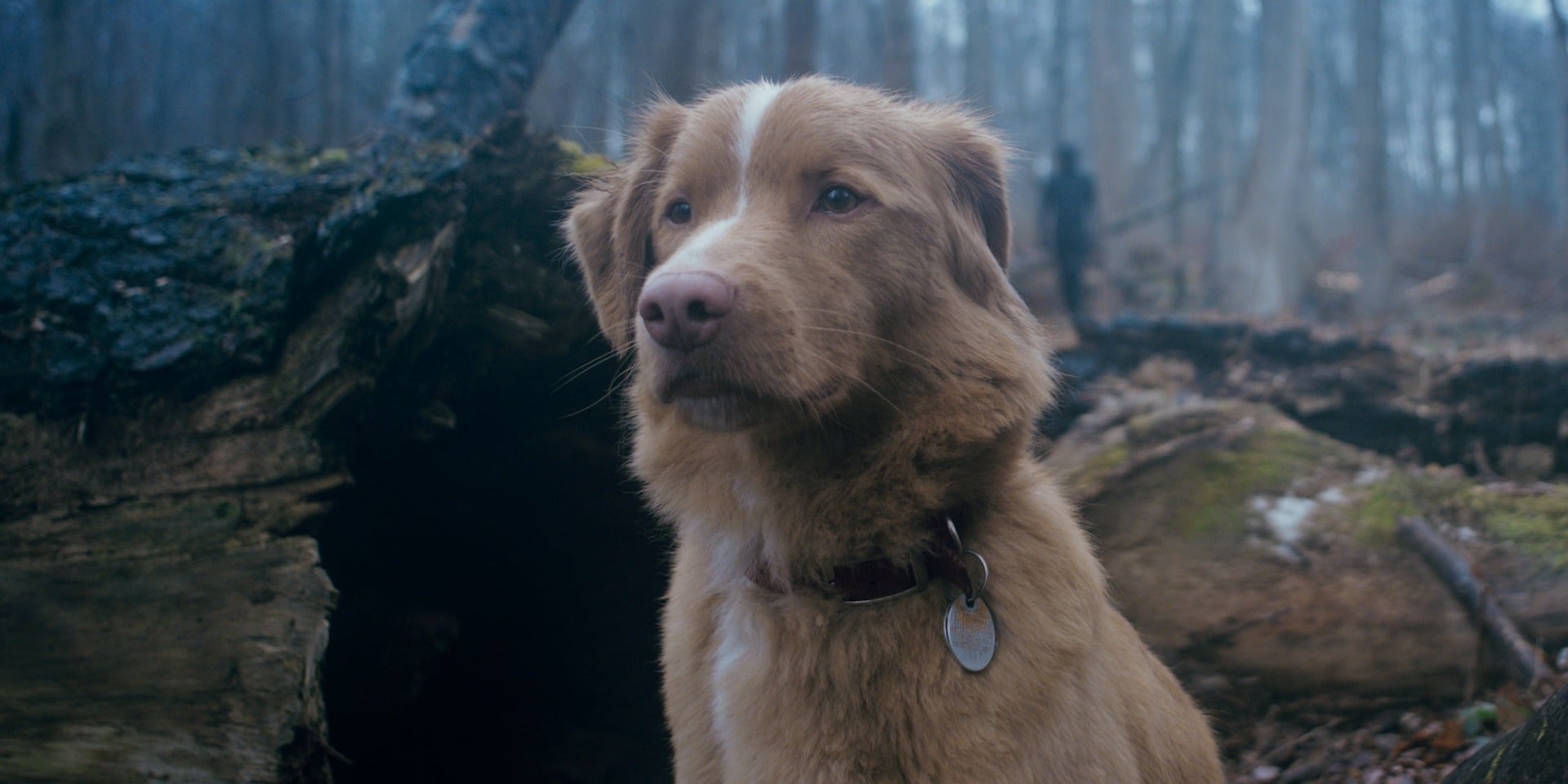 Indy stares at something off-screen in the woods