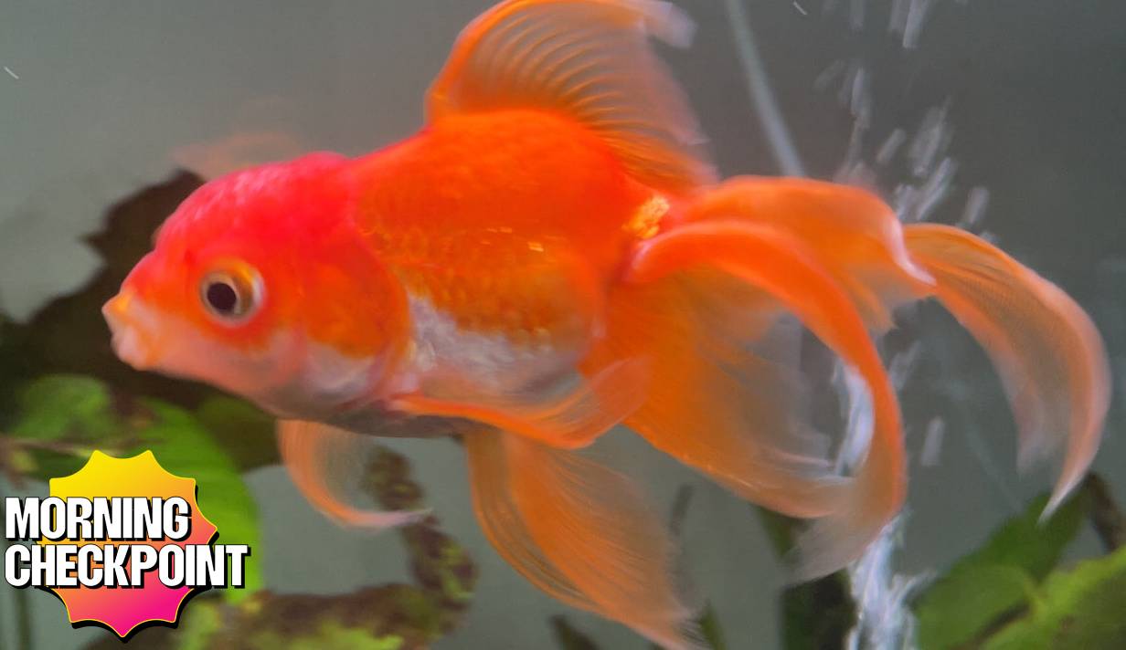 A goldfish swims in a tank.