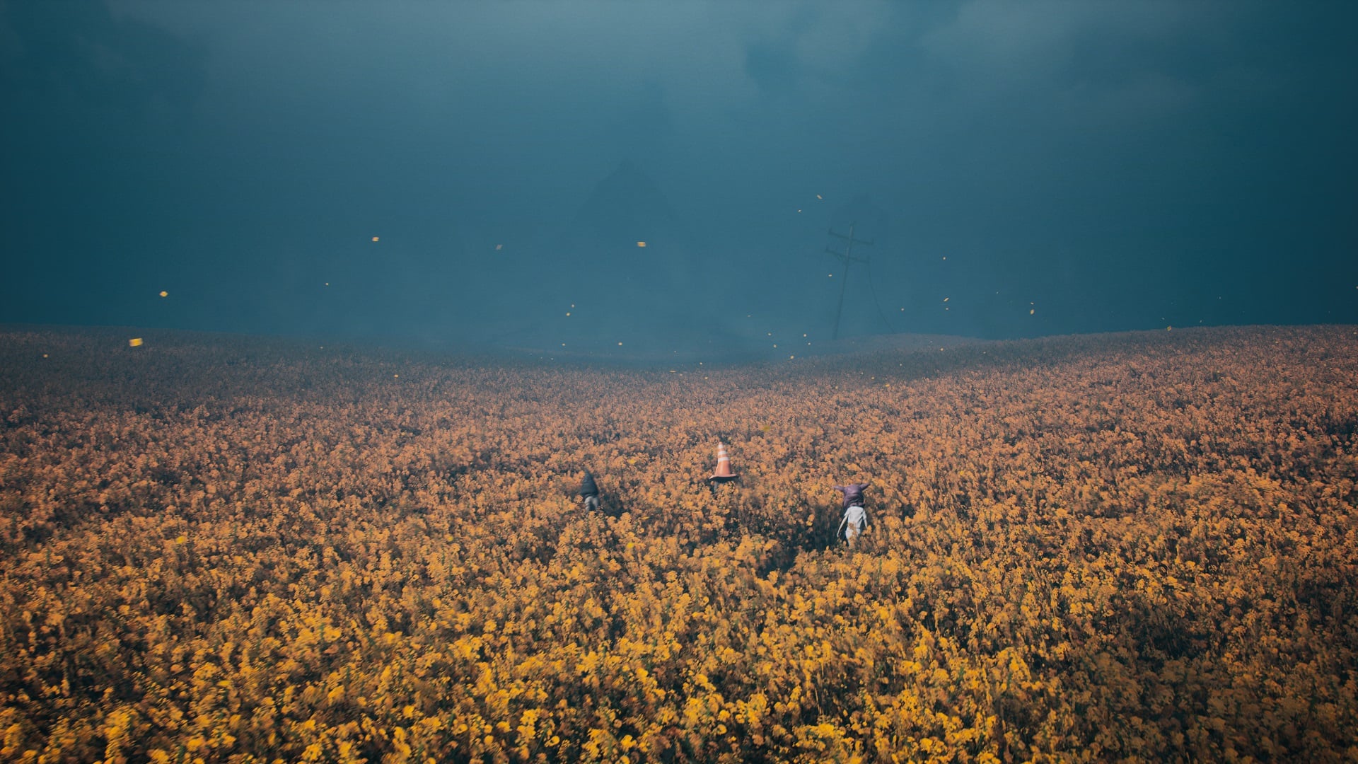 A field is full of yellow flowers.